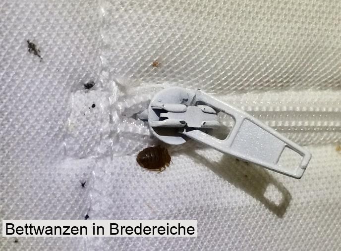 Bettwanzen in Bredereiche